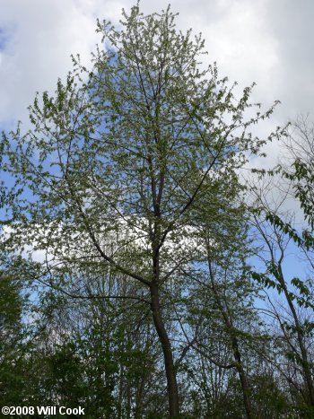 Pin Cherry (Prunus pensylvanica) tree