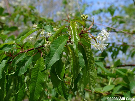 Pin Cherry (Prunus pensylvanica) leaves