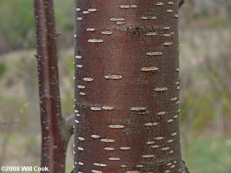 Pin Cherry (Prunus pensylvanica) bark