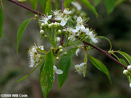 Pin Cherry (Prunus pensylvanica) flowers