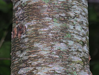 Black Cherry (Prunus serotina) bark