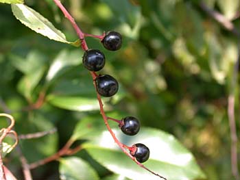 Black Cherry (Prunus serotina) fruit