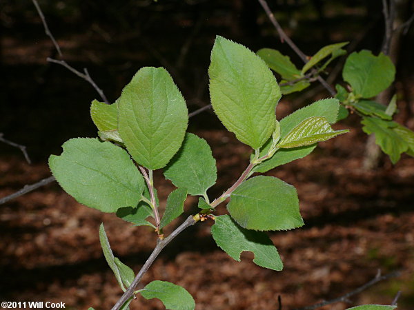 Hog Plum, Flatwoods Plum (Prunus umbellata)