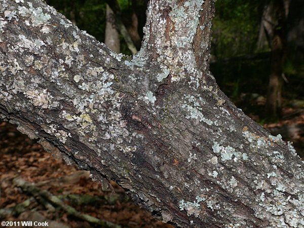 Hog Plum, Flatwoods Plum (Prunus umbellata)