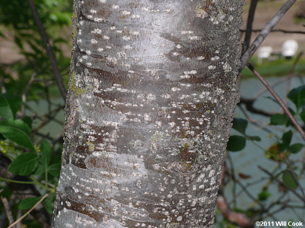 Hoptree (Ptelea trifoliata) bark
