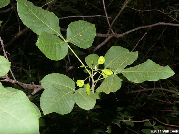 Hoptree (Ptelea trifoliata)
