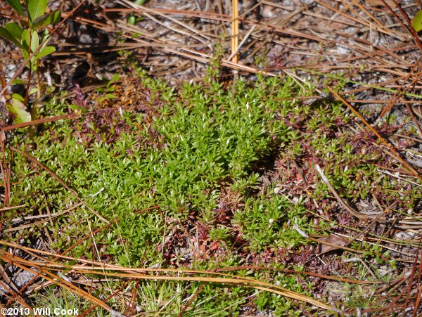 Common Pyxie-moss (Pyxidanthera barbulata)
