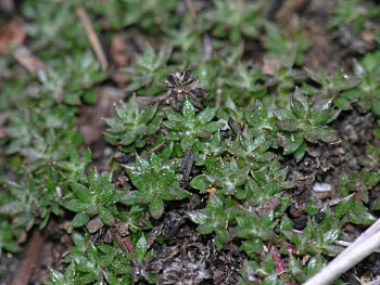 Sandhills Pyxie-moss (Pyxidanthera brevifolia) leaves