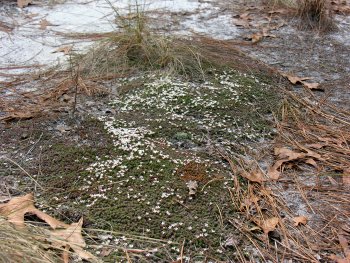 Sandhills Pyxie-moss (Pyxidanthera brevifolia) habitat