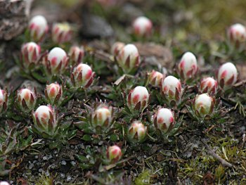 Sandhills Pyxie-moss (Pyxidanthera brevifolia) flower buds