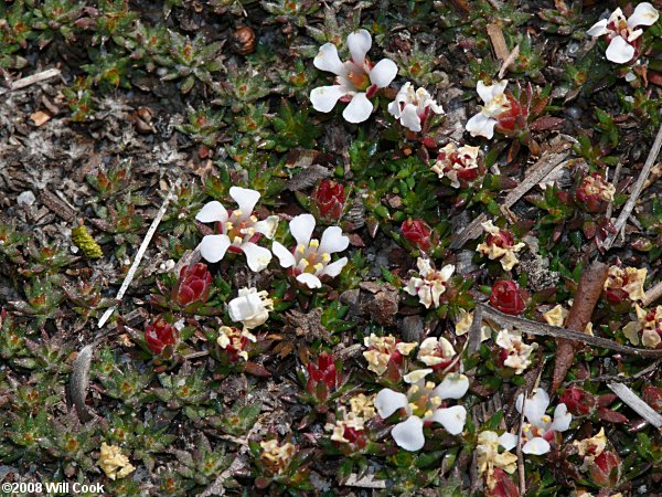 Sandhills Pyxie-moss (Pyxidanthera brevifolia)