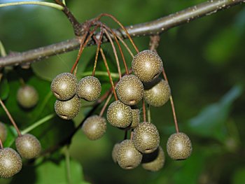 Callery/Bradford Pear (Pyrus calleryana) fruit