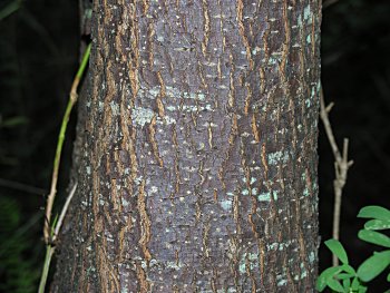 Callery/Bradford Pear (Pyrus calleryana) bark