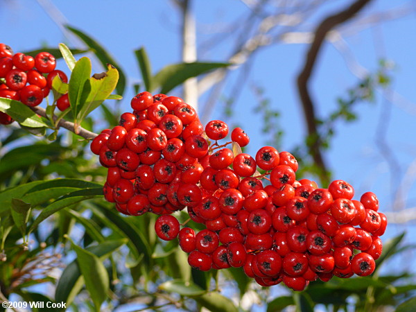 Scarlet Firethorn (Pyracantha coccinea) fruit