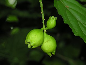 Buffalo Nut (Pyrularia pubera)