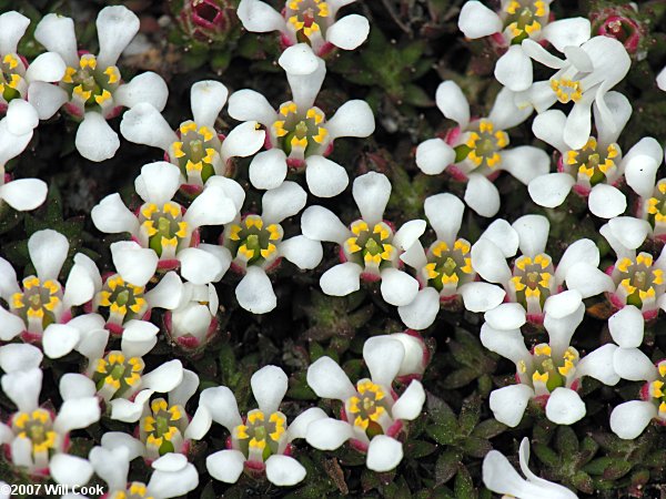 Sandhills Pyxie-moss (Pyxidanthera brevifolia) flowers
