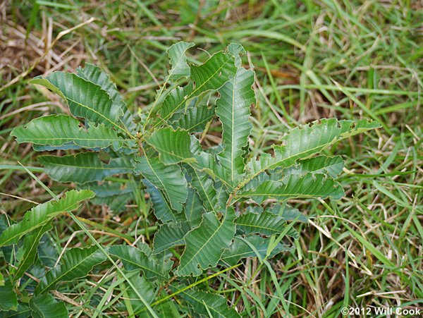 Sawtooth Oak (Quercus acutissima)