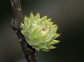 Sawtooth Oak (Quercus acutissima)