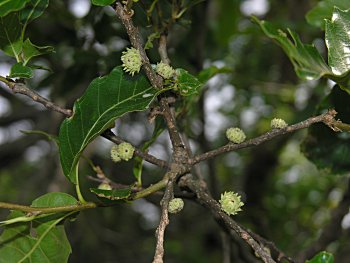 Sawtooth Oak (Quercus acutissima)