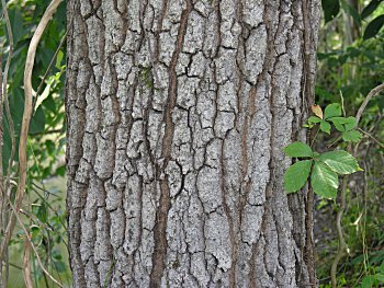 Sawtooth Oak (Quercus acutissima)