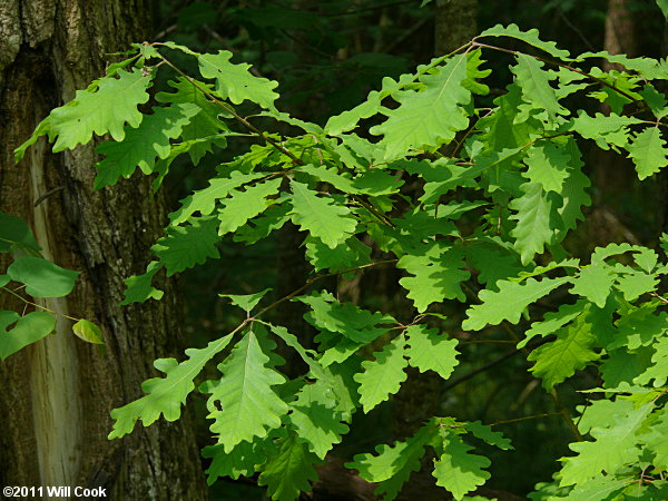 White Oak (Quercus alba) x Swamp Chestnut Oak (Quercus michauxii) hybrid