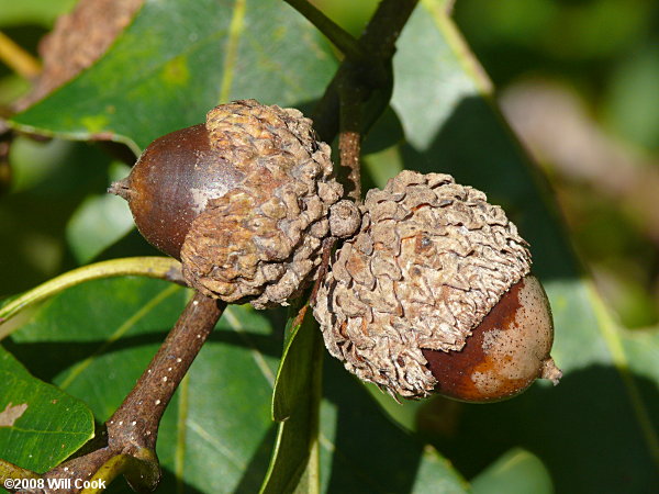 hybrid Quercus alba x Quercus lyrata