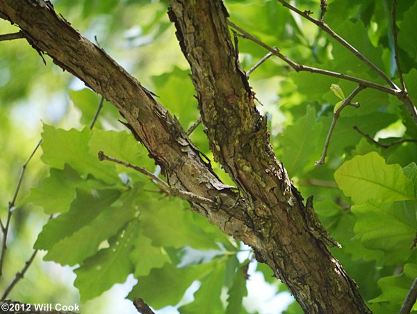 Swamp White Oak (Quercus bicolor) branch bark