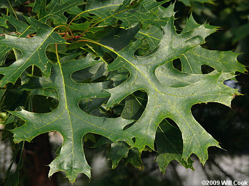 Scarlet Oak (Quercus coccinea)