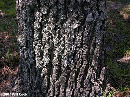 Sand Live Oak (Quercus geminata) bark