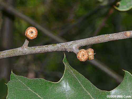 Bear Oak (Quercus ilicifolia)