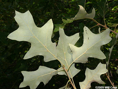 Bear Oak (Quercus ilicifolia)
