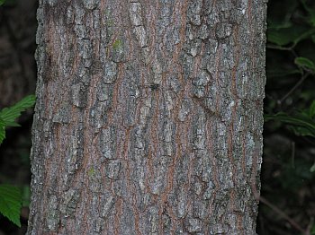 Shingle Oak (Quercus imbricaria)