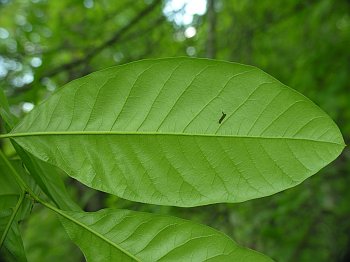 Shingle Oak (Quercus imbricaria)