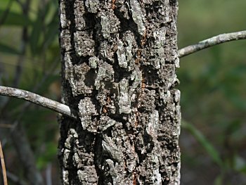 Bluejack Oak (Quercus incana) bark