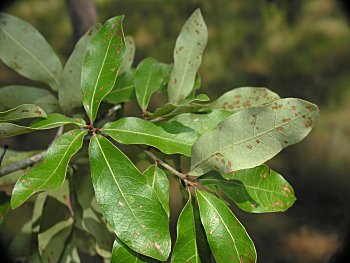 Bluejack Oak (Quercus incana) leaves