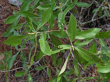 Bluejack Oak (Quercus incana) leaves