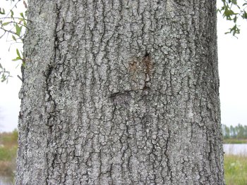 Laurel Oak (Quercus laurifolia) bark