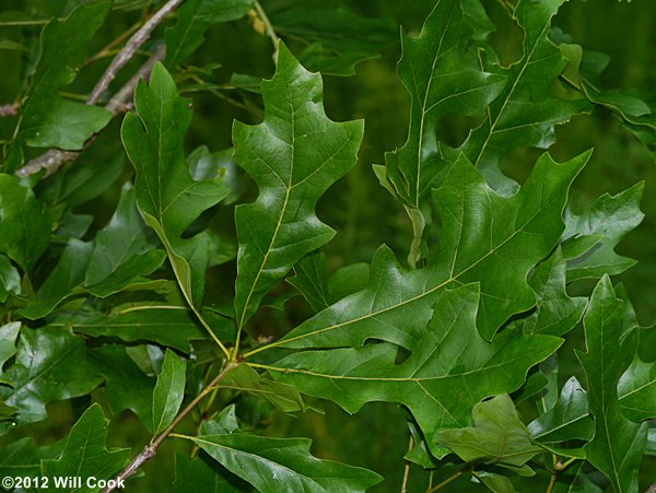 Overcup Oak (Quercus lyrata) leaves