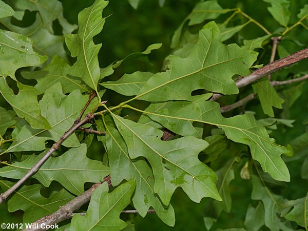 Overcup Oak (Quercus lyrata) leaf underside
