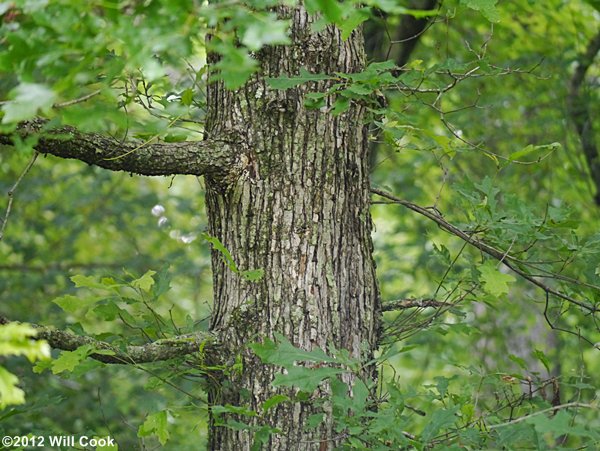 Overcup Oak (Quercus lyrata) bark