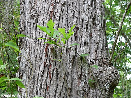 Overcup Oak (Quercus lyrata) bark