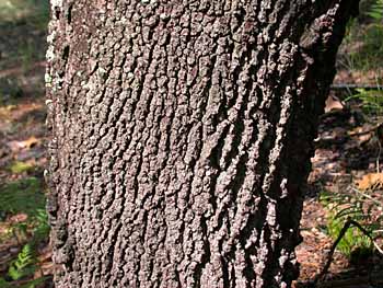 Blackjack Oak (Quercus marilandica) bark