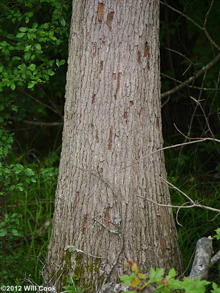Swamp Chestnut Oak (Quercus michauxii) bark