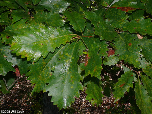 Swamp Chestnut Oak (Quercus michauxii)
