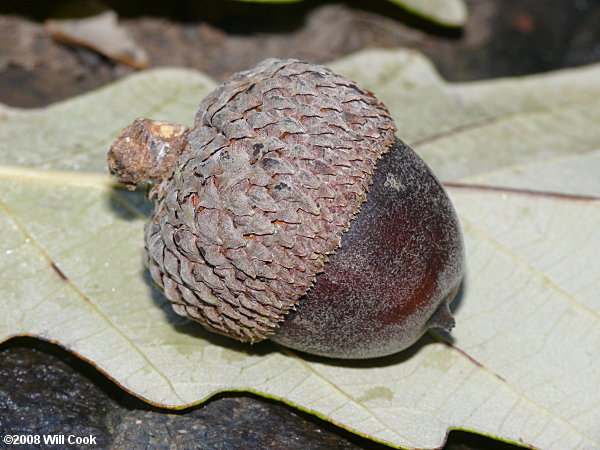 Swamp Chestnut Oak (Quercus michauxii) acorn