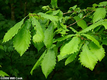Swamp Chestnut Oak (Quercus michauxii)