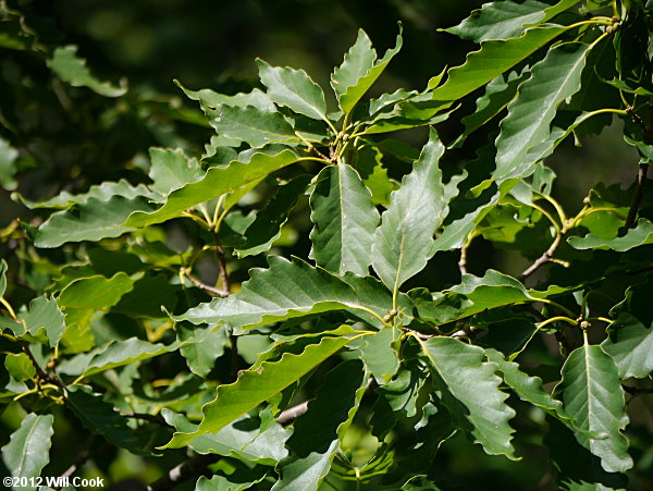 Chestnut Oak (Quercus prinus/Quercus montana) leaves