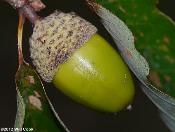 Chestnut Oak (Quercus prinus/Quercus montana) acorn