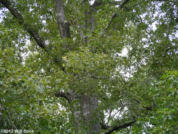 Cherrybark Oak (Quercus pagoda) bark