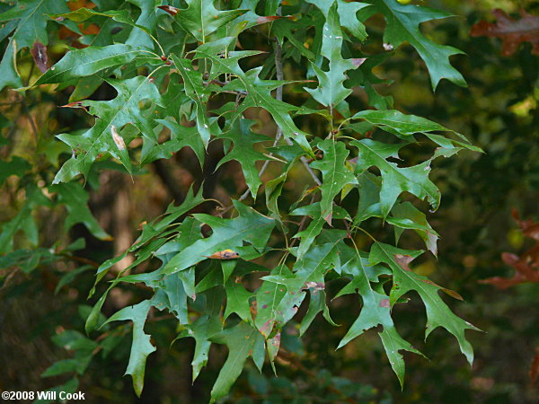 Cherrybark Oak (Quercus pagoda)